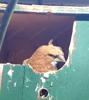 Tausche gegen  Goulds 