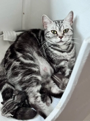 Traum BKH Tabbys aus seriöser Zucht