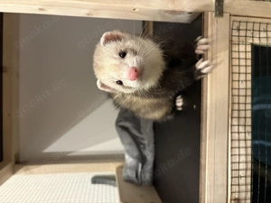 Joker & Spike suchen ein neues zu Hause 