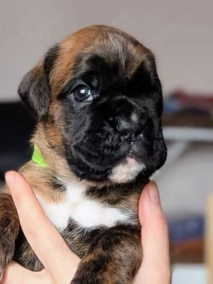 Deutscher Boxerwelpen