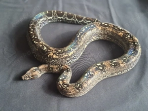 0.1 Leopard het 66 % Albino