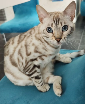 snow bengal katze 