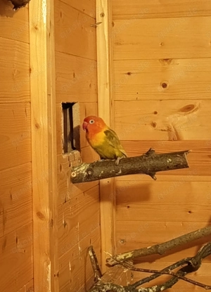 Pfirsichköpfchen, Agaporniden, Unzertrennliche 