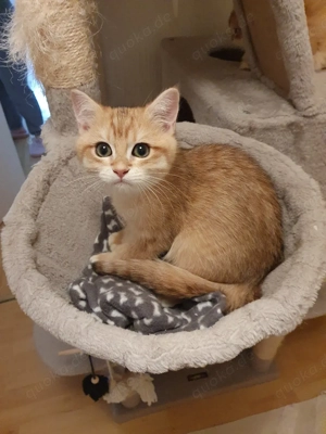 Süße bkh blh katzenbaby männlich 