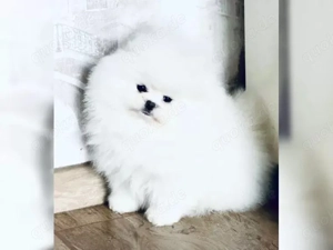 Kostenlos Zwergspitz pomeranian. Für eine fürsorgliche Familie