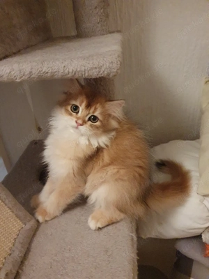 Süße blh katzenbabys weiblich 