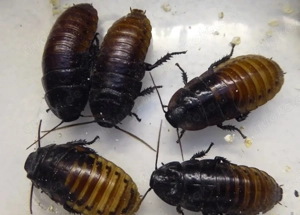 Schaben Fauchschaben Futterschaben Gromphadorhina Madagaskarfauchschabe 75x