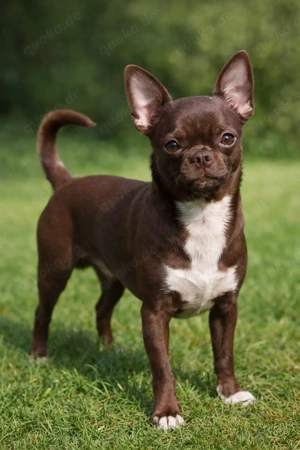 Chihuahua Deckrüde mit Stammbaum 