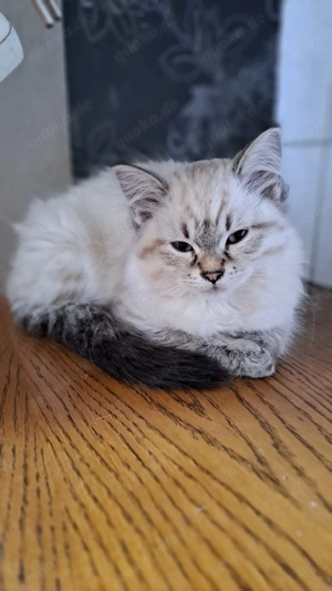 Neva Masquarade Kätzchen 