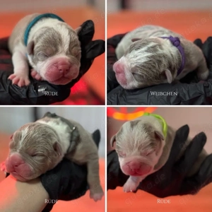 Old English Bulldog OEB Welpen Lilac aus bewährter Verpaarung