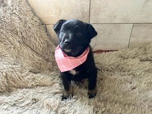 Welpe *MIRA* - wer mag mir ein Zuhause geben?