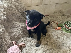 Chip-Nr. 264682 - Welpin - Ich bin verspielt und unternehmungslustig 