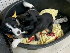 Welpe *MIRA* - wer mag mir ein Zuhause geben? Bild 3