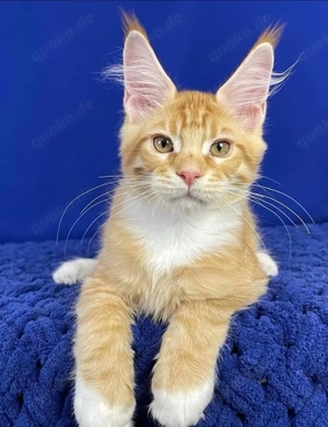 Maine Coon verfügbar