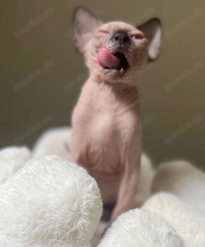 Sphynx-Kätzchen (männlich und weiblich) zu verkaufen