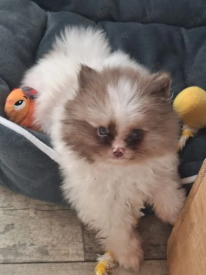 hübscher Pomeranien Welpe abzugeben