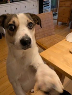 *FIETE* Der Rüde braucht einen struktierten Tagesablauf, Beschäftigung und die Nähe seiner Familie