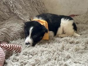 Welpe *MILA* Ich bin lieb, freundlich, fröhlich, sozial, verschmust und neugierig