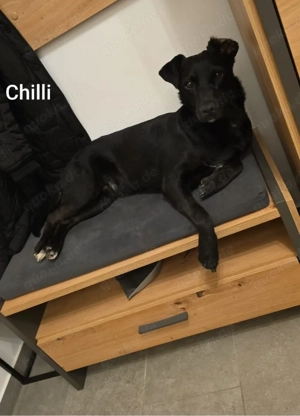 Der gechillte Chilli -einfach ein Traum......*noch in Kroatien* Bild 9