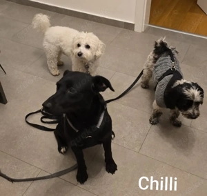 Der gechillte Chilli -einfach ein Traum......*noch in Kroatien* Bild 4