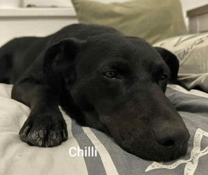 Der gechillte Chilli -einfach ein Traum......*noch in Kroatien* Bild 2