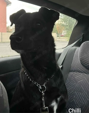 Der gechillte Chilli -einfach ein Traum......*noch in Kroatien* Bild 7