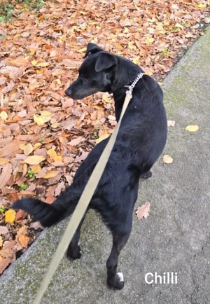 Der gechillte Chilli -einfach ein Traum......*noch in Kroatien* Bild 3