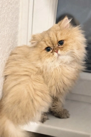 Wunderschöner Perserkater  Harry  sucht ein liebevolles Zuhause 