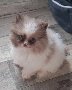hübscher Pomeranien Welpe abzugeben