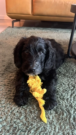 Goldendoodle sucht ein Zuhause