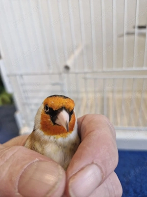 Tausche 2 Major Stieglitz Hähne von 25