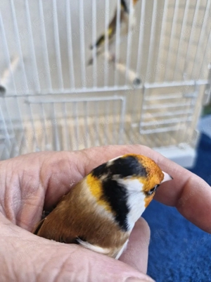 Verkaufe ein Stieglitz Hahn von 25