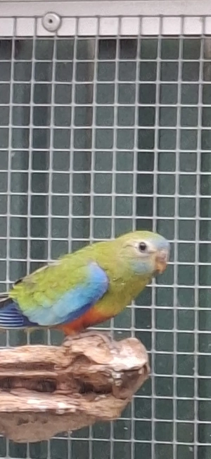 Rotbauch Schönsittiche 