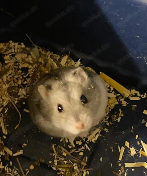  Süßer Zwerghamster abzugeben