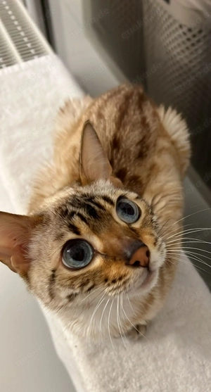 Bengalkatze in liebevolle Hände abzugeben 