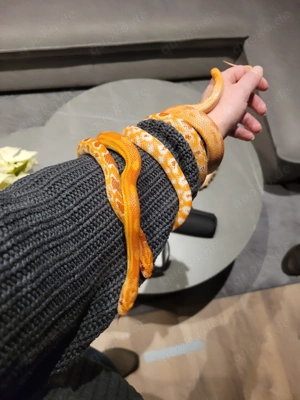 2 Kornnattern in liebevolle Hände abzugeben mit Terrarium 