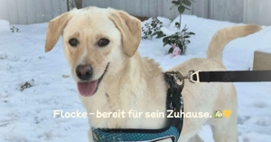Flocke sucht das weltbeste Zuhause