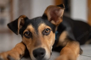    Lucky sucht sein Für-immer-Team   bitte mit Humor & Hundeverstand!   