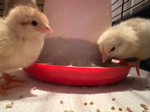 Tagesküken (Lohmann Leghorn Grünleger)