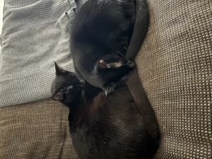 Zwei liebe Katzen (8 Monate) suchen ein neues Zuhause 