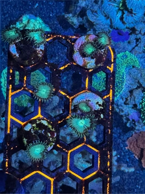 Palythoa Ableger Bild 2