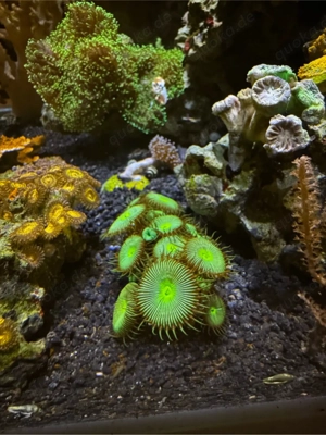 Palythoa Ableger Bild 3