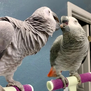 Graupapagei - Pärchen abzugeben.