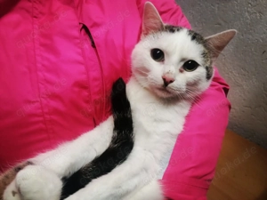 1 Teppichrakete 6Mon. Tiger mit weiß Katerchen Kinderlieb Hunde gewöhnt Kitten Kätzchen Katzenbaby