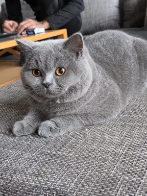 Katze suchst neue zu hause