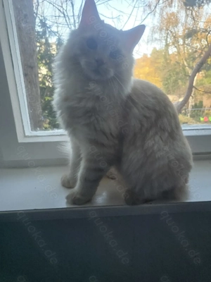 Zwei Herzens-Kater in liebevolle Hände abzugeben 