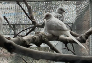 Diamanttauben 2 Pärchen 