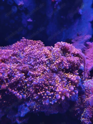 Ricordea Orange Bounce Scheibenanemone Koralle Meerwasser Aquarium Salzwasser Ableger