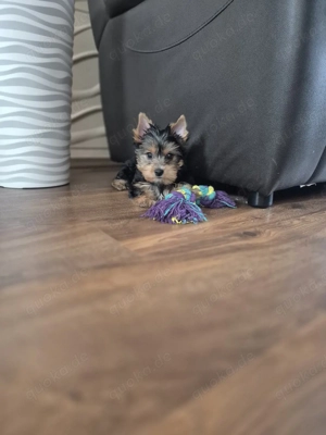 yorkshire terrier Welpen zum verkauf