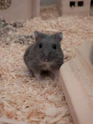Hamster mit Nagarium und Zubehör 